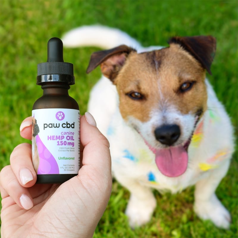 cbd for dogs